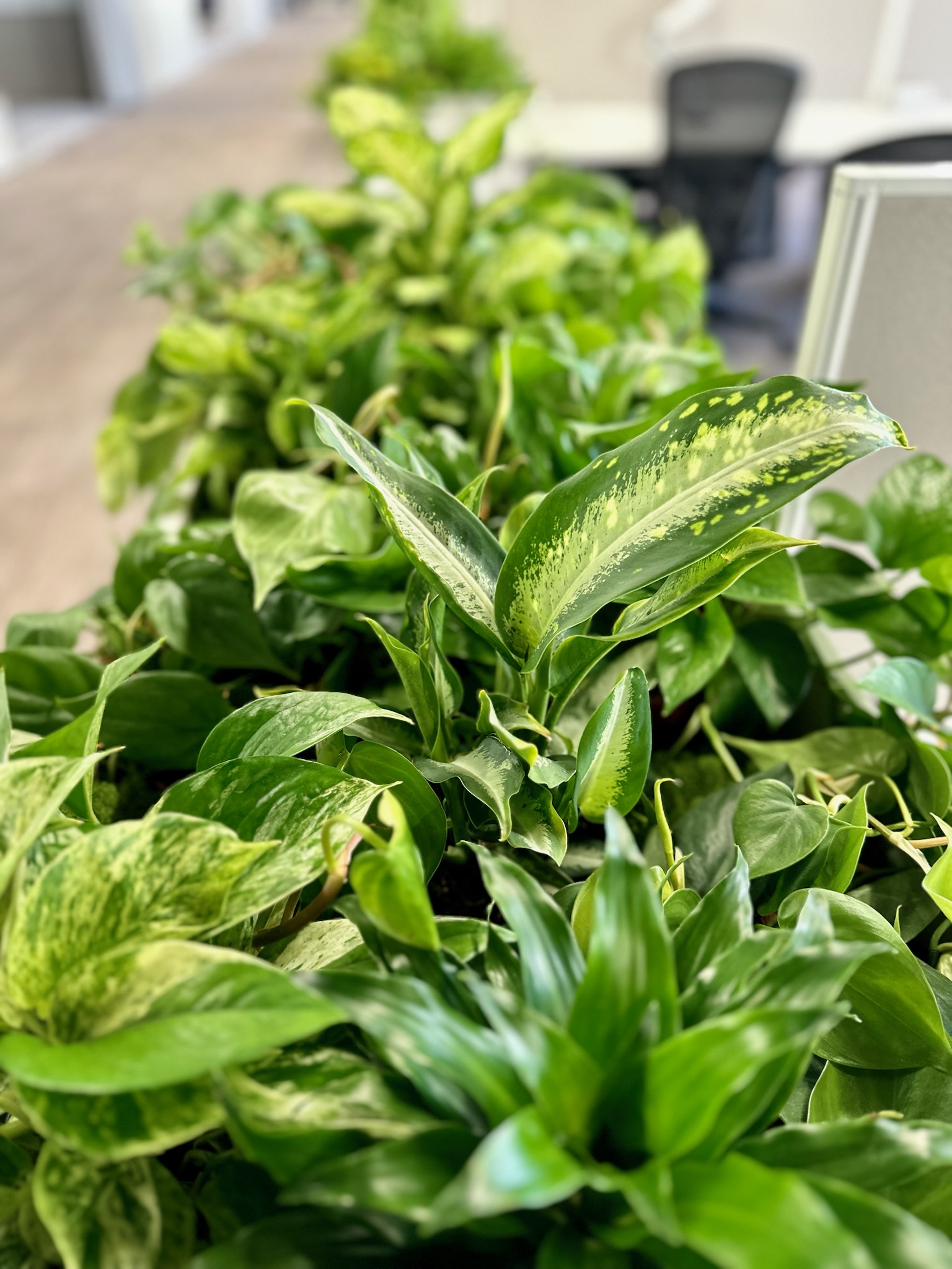 Lush variegated plants showcasing G&G's expertise in plant selection and care
