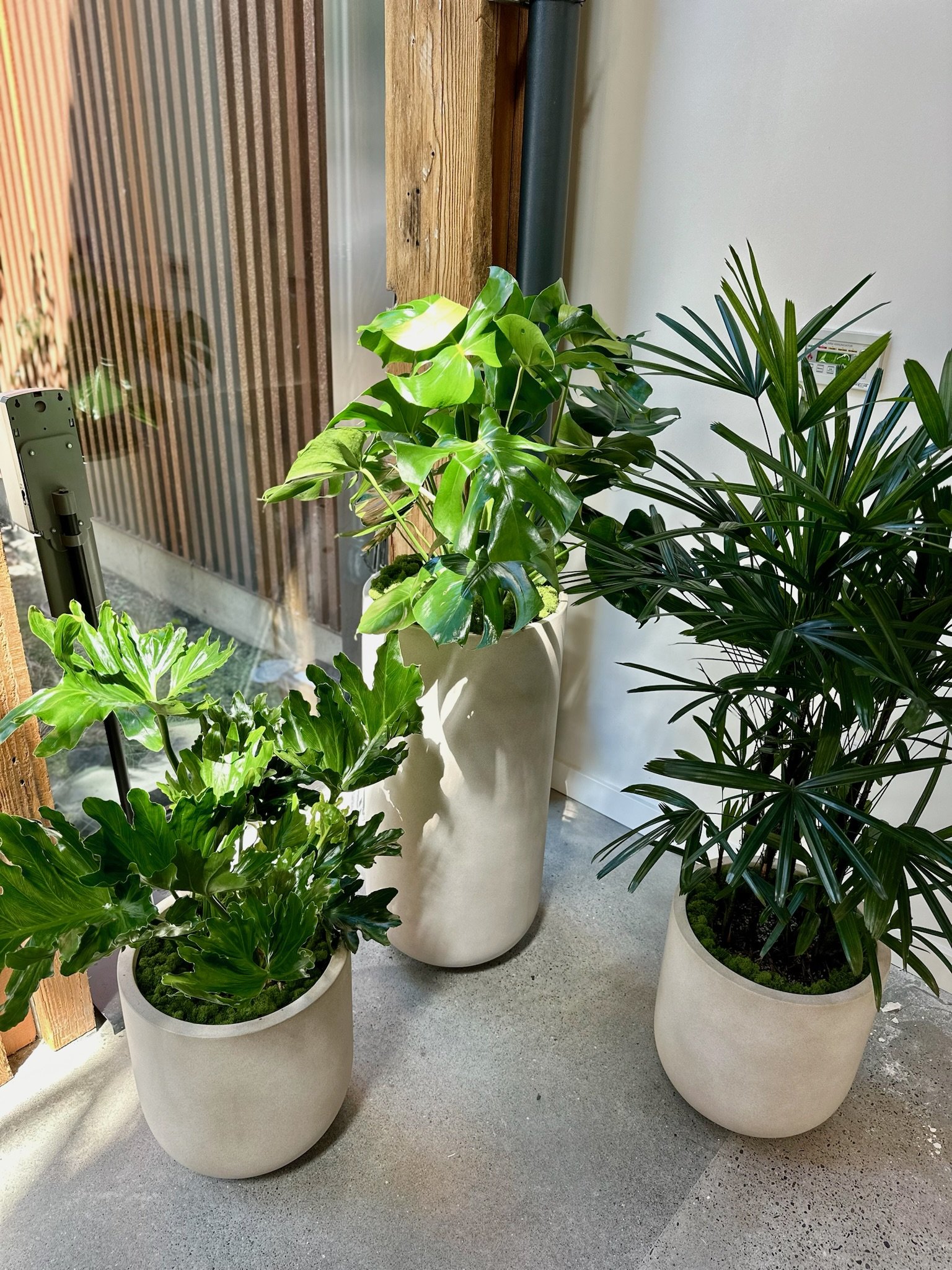 Modern office space with plants