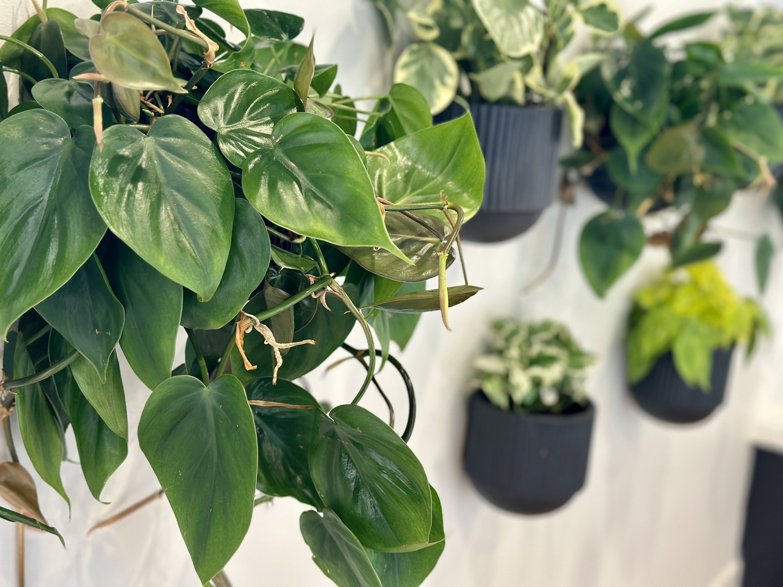 Close-up of healthy philodendron plants showing quality care