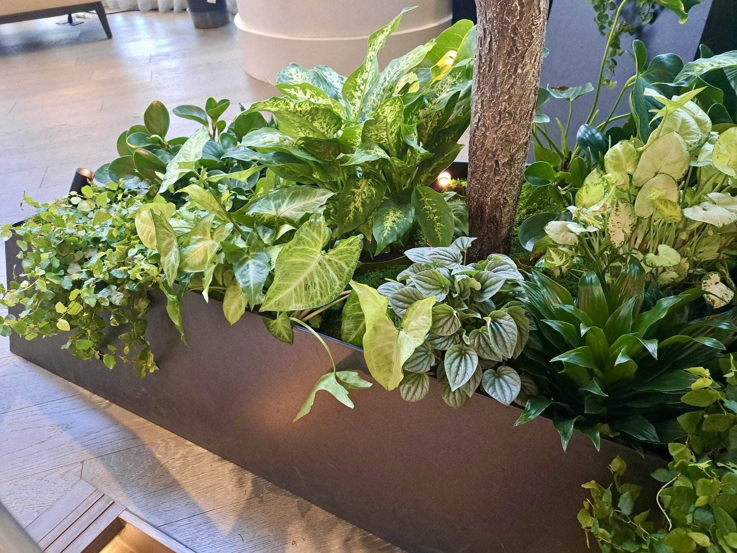 Large commercial tree planter with diverse tropical plants