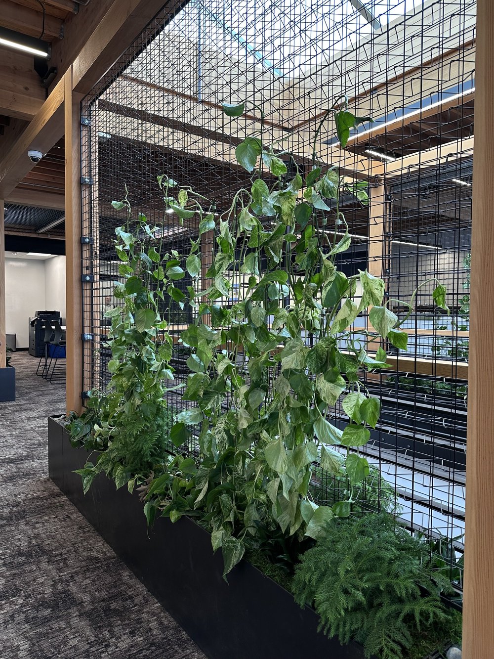 Innovative office installation with climbing plants on metal trellis