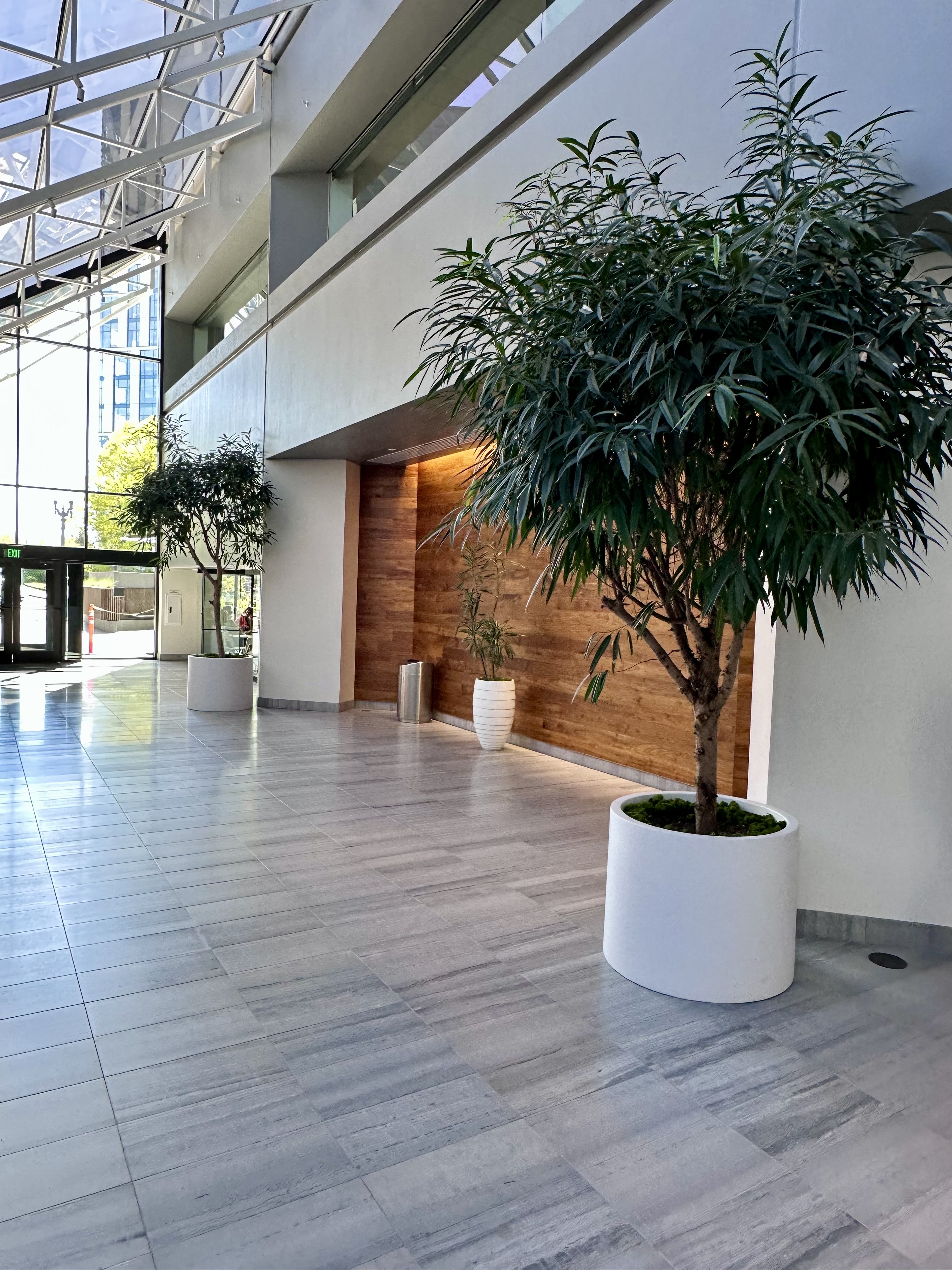 Corporate lobby with large ficus trees