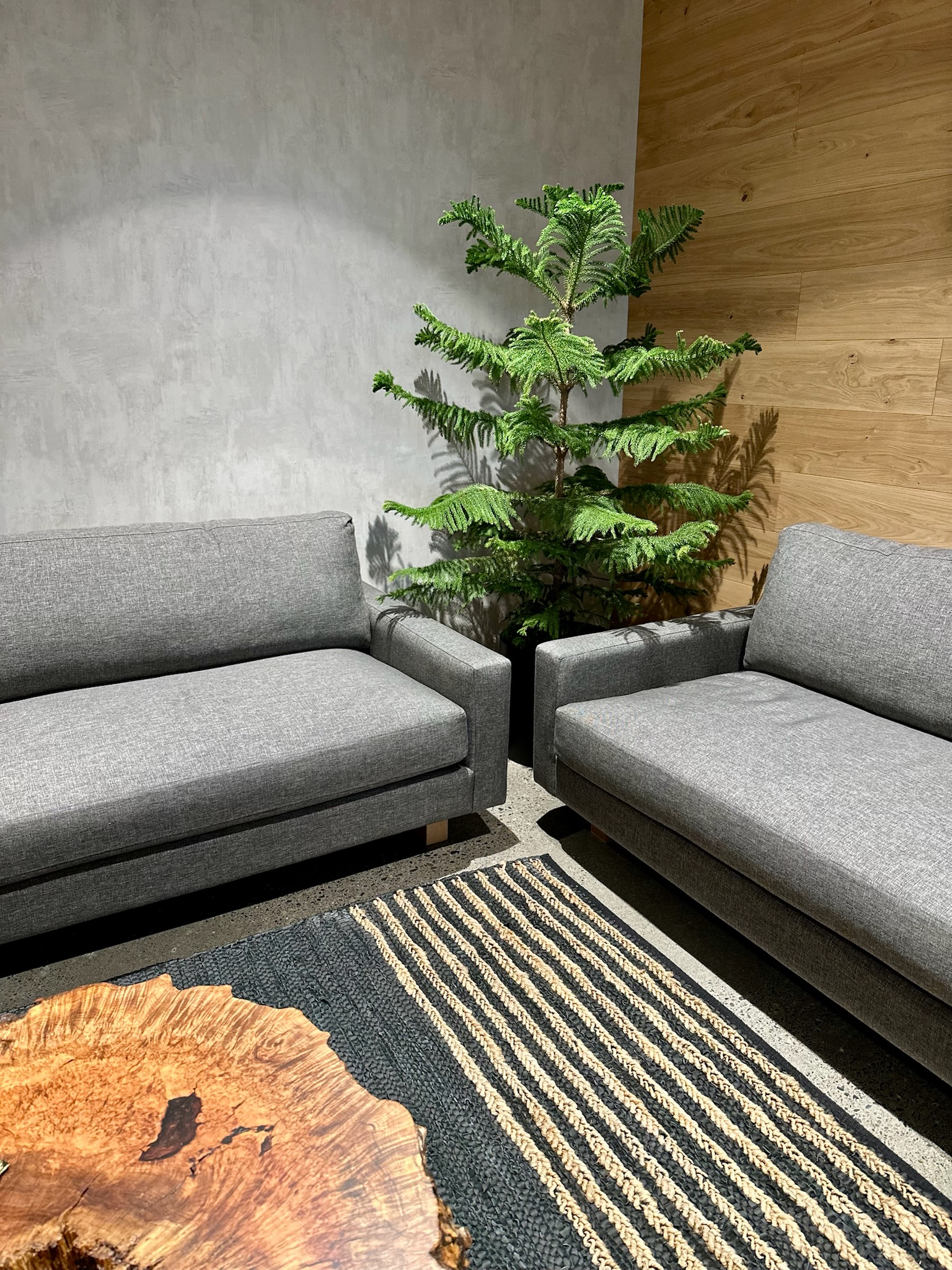 Modern lounge with Norfolk Island Pine